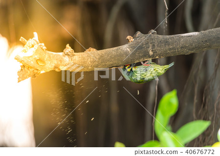 Bird (Coppersmith barbet) on tree in a nature wild 40676772