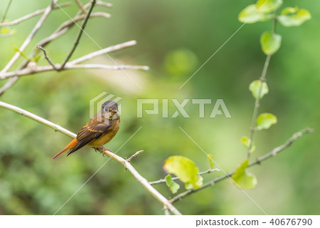 Bird (Ferruginous Flycatcher) in nature wild 40676790