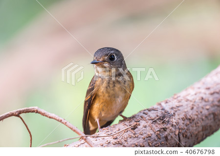 Bird (Ferruginous Flycatcher) in nature wild 40676798