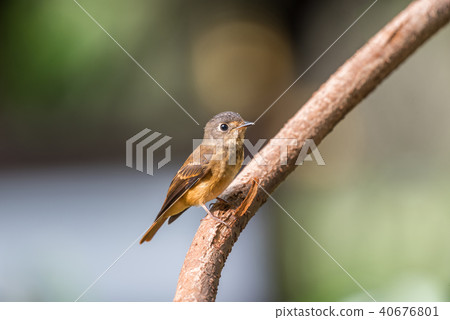 Bird (Ferruginous Flycatcher) in nature wild 40676801