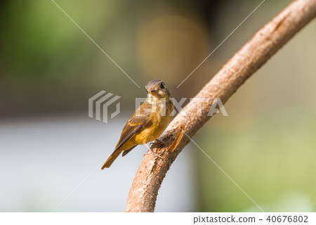 Bird (Ferruginous Flycatcher) in nature wild Bird (Ferruginous Flycatcher) in nature wild 40676802