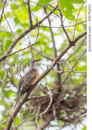 Bird (Plaintive Cuckoo) in a nature wild Bird (Plaintive Cuckoo) in a nature wild 40676803