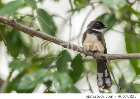 Bird (Malaysian Pied Fantail) in a nature wild 40676825