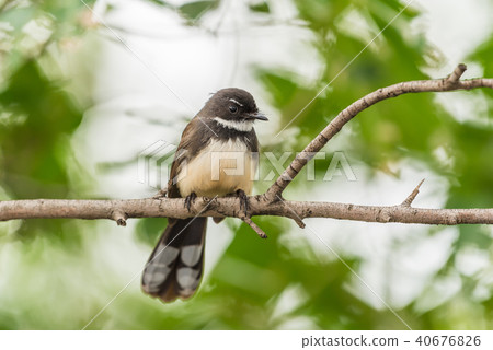 Bird (Malaysian Pied Fantail) in a nature wild 40676826