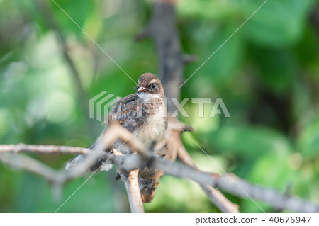 Bird (Malaysian Pied Fantail) in a nature wild 40676947