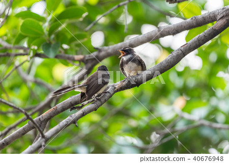 Two birds (Malaysian Pied Fantail) in nature wild 40676948