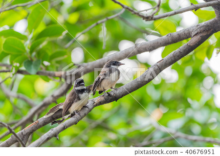 Two birds (Malaysian Pied Fantail) in nature wild 40676951