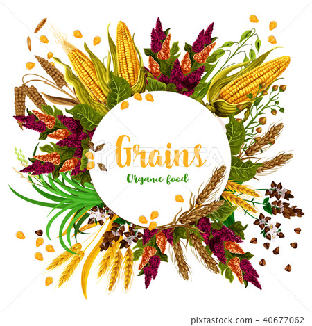 Vector grains fresh organic food poster - Stock Illustration [40677062 ...