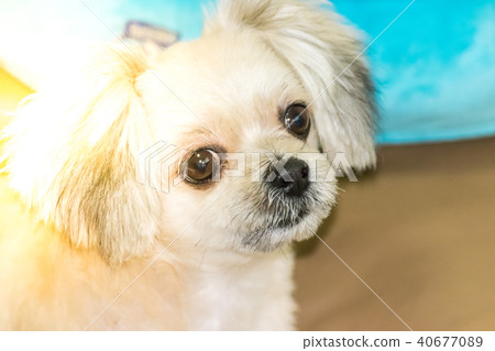 Dog sitting and looking at something when travel 40677089