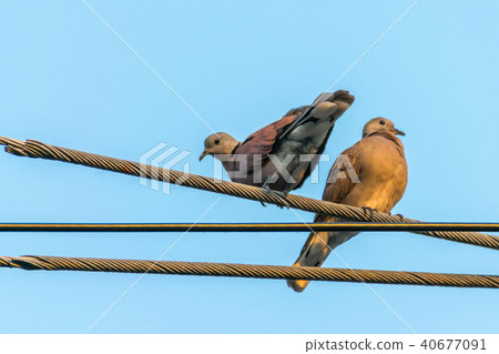 Bird (Dove, Pigeon or Disambiguation) in a city 40677091