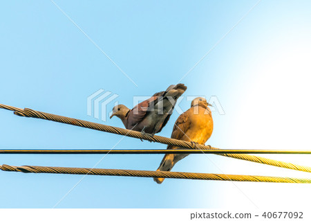 Bird (Dove, Pigeon or Disambiguation) in a city 40677092
