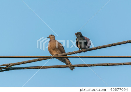 Bird (Dove, Pigeon or Disambiguation) in a city 40677094