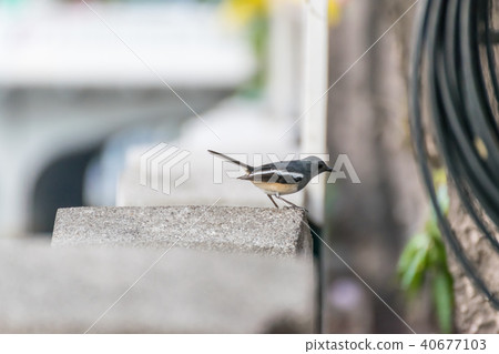 Bird (Oriental magpie-robin) in a nature wild Bird (Oriental magpie-robin) in a nature wild 40677103