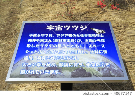 Tatebayashi City Azalea Oka Park外太空杜鵑花信息委員會 照片素材 圖片 圖庫