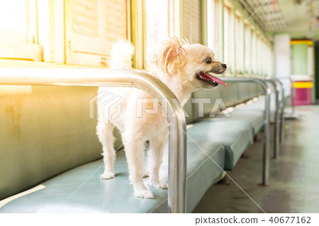 Dog so cute inside a railway train wait for travel 40677162