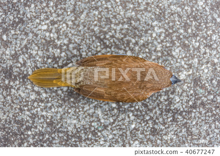 Bird (Scaly-breasted Munia) in a nature wild 40677247