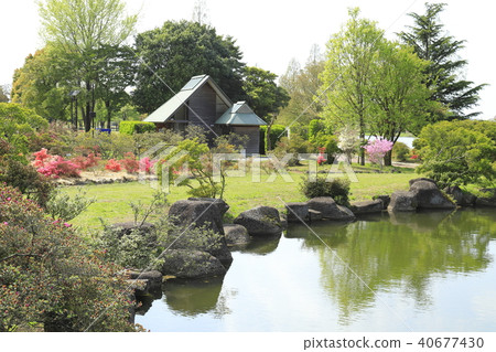 Tatebayashi City Azalea reflected in the Oka Park pond 40677430
