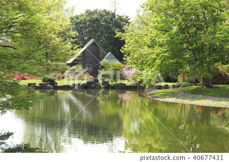 Tatebayashi City Azalea reflected in the Oka Park pond 40677431