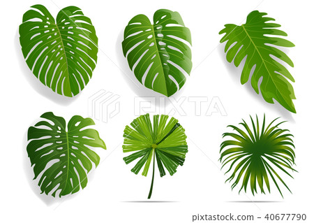 Summer, spring leaves set. Green flat icon. vector 40677790
