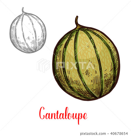 Cantaloupe fresh exotic fruit 40678654