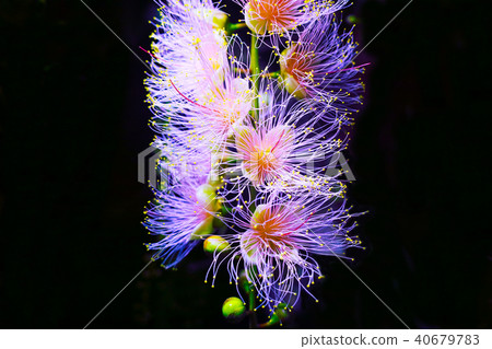 One night sagaribana lighted up One night sagaribana lighted up 40679783