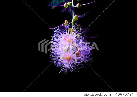 一天晚上sagaribana點亮了 40679784