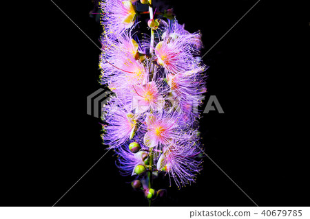 一天晚上sagaribana點亮了 40679785