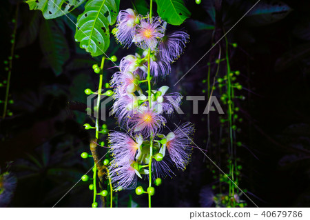 一天晚上sagaribana點亮了 40679786