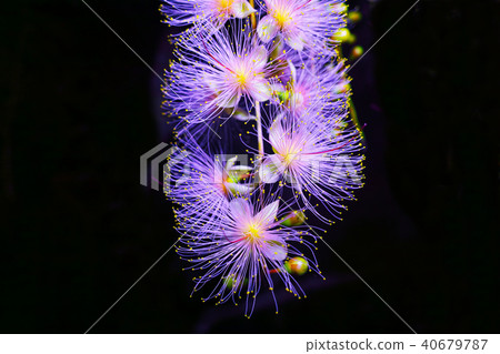 一天晚上sagaribana點亮了 40679787