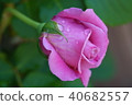 Rose of pink 40682557