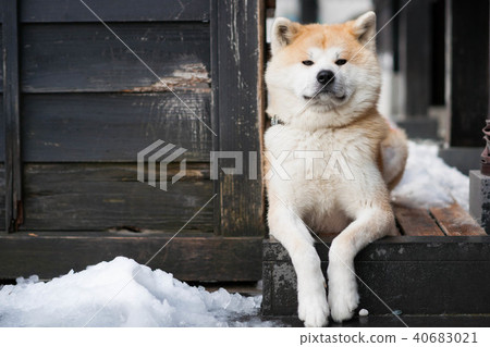 秋田犬 秋田犬 40683021