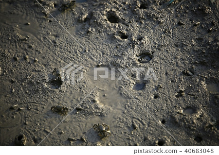 Natural Heritage "Suncheon Bay" Natural Heritage "Suncheon Bay" 40683048