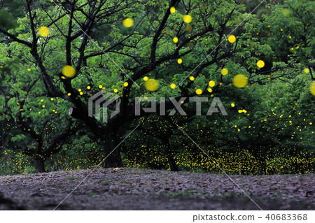 Hime ballar的節奏 40683368