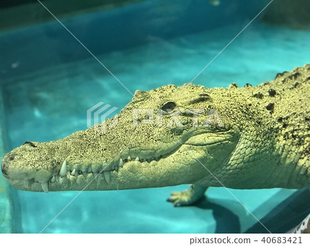 鱷魚 40683421