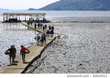 金蜘蛛, 金蜘蛛, 40683422