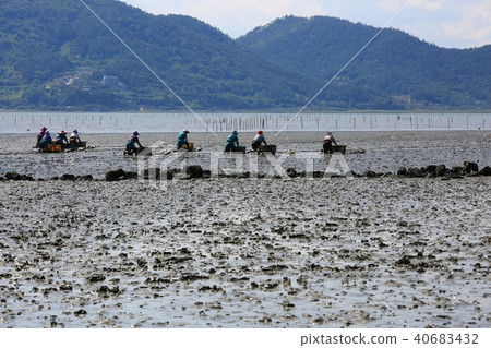 金蜘蛛， 40683432