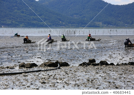 金蜘蛛， 40683441