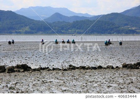 金蜘蛛, 金蜘蛛, 40683444