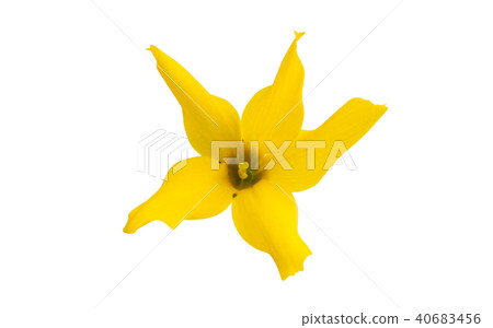 flower forsition isolated 40683456