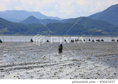 金蜘蛛， 40683457