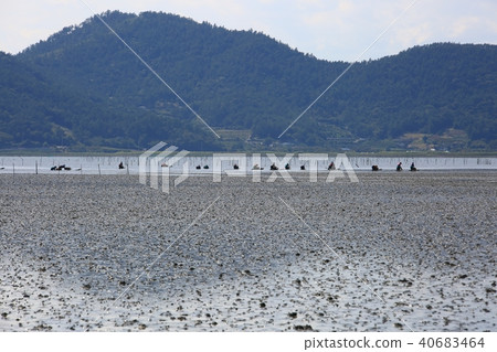 金蜘蛛， 40683464