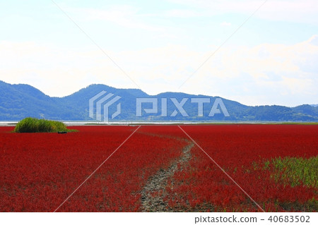 Golden spider, 40683502