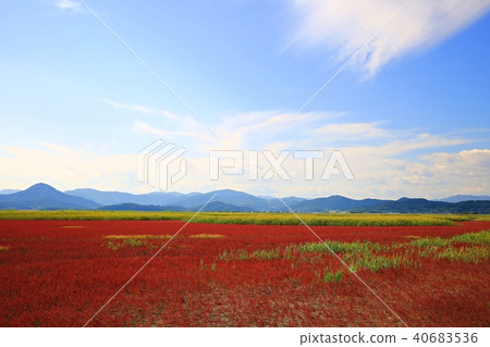 Golden spider, 40683536