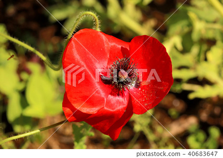 Flowering bright red Charley poppy (4) Flowering bright red Charley poppy (4) 40683647