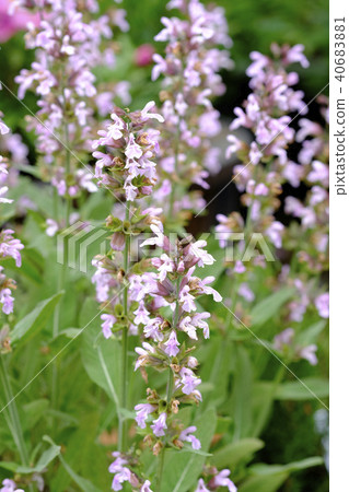Medicinal salvia flower Medicinal salvia flower 40683881