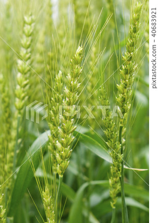 Wheat ears Wheat ears 40683921