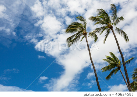 Palm 40684595