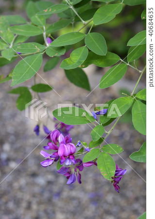 Nagiya Shrine Hagi 40684635