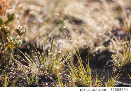 Wet grass Wet grass 40684694