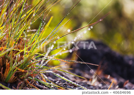 Wet grass Wet grass 40684696